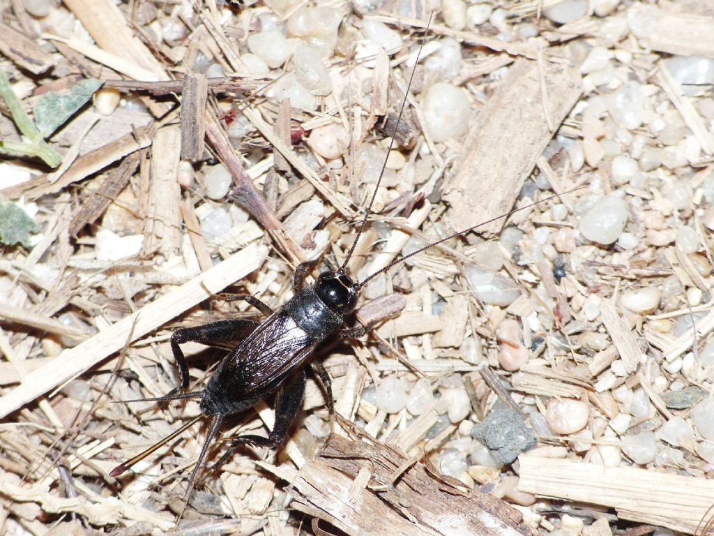 Che animale produce questo suono? Svercus palmetorum palmetorum (Gryllidae)